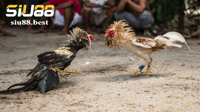 Tổng quan đôi nét về sảnh đá gà WS168