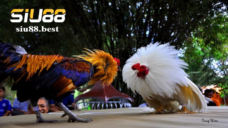 Cách đặt cược tại sảnh chọi gà Digmaan