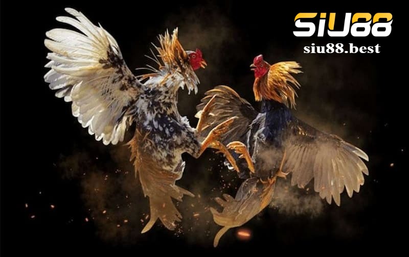 Kinh nghiệm cá cược hiệu quả tại sảnh đá gà Digmaan