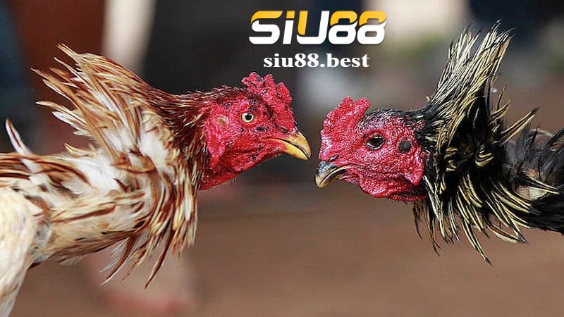 Ưu điểm khi chơi đá gà Digmaan tại Siu88