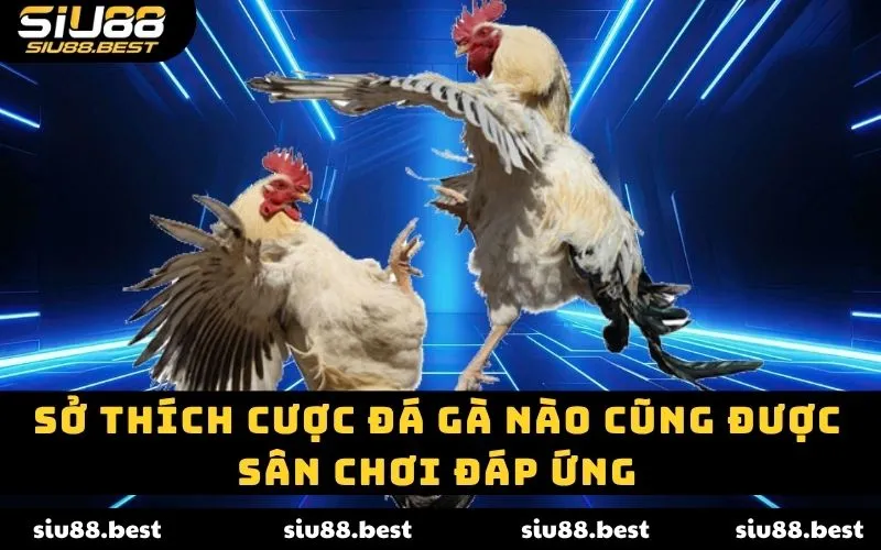 Sở thích cược đá gà nào cũng được sân chơi đáp ứng